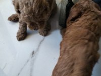 0 numara toy poodle