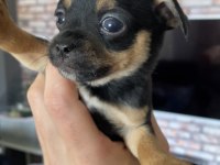 Pinscher varsa daha iyisi o da annesi