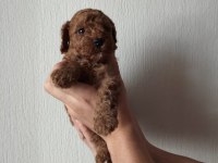 Ev ortamında bakılan kendi köpeğimizin yavrularıdır