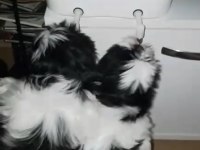 Shih tzu şecereli
