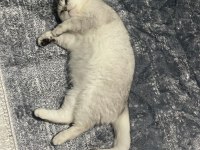 Kızımız scr li british shorthair