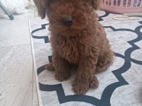 Oyuncu kore kan poodleler seni bekliyor