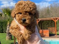 Red Brown Toy Poodle Yavruları İstanbul