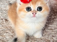 Saf Kan Golden British Shorthair Yavruları (Wcf Kayıtlı)