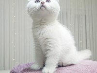 KEDİMİZDEN DAHA GÜZELİ GÖRÜLMEDİ