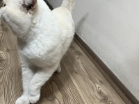 Exotic Shorthair 4 Yaşında