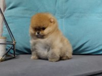 teddy bear boo yavrular taksitle heryere gönderilir