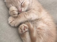 Yavru british shorthair kedimiz
