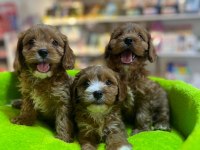 Biblo Güzelliğinde Saf Kan Teacup Maltipoo Yavrular