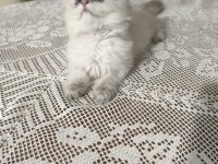 British longhair silver point