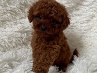 Biblo gibi poodle bebek