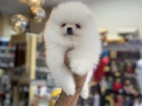 Ukrayna doğumlu Pomeranian yavrular