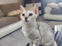 Skotish fold ve British Shorthair yavrular 3 aylık
