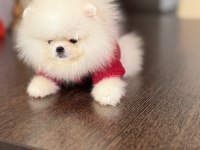 TEACUP ERKEK POMERANİAN BOO