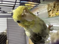 9 Aylık Erkek Pied Sultan Papağanı