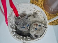 British Shorthair Yavru