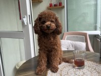 Kore poodle eşleşme