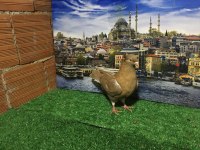 SARI ORİNG GÜVERCİN