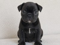 French Bulldog Bebekler