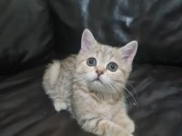 Petcimin En Tatlı Sarı Şeker Kedileri
