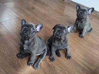 Top kalite Blue french bulldog