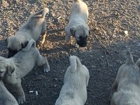 Kaliteli yavru köpekler