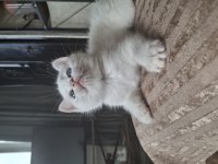 Safkan ve Sevecen British Shorthair Bebişler