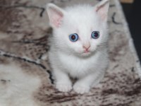 Mavi Gözlü British Shorthair yavrumuz