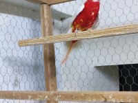 Redbino Dişi Rozella Damızlık