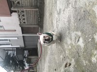 French bulldog 0 burun 0 kuyruk