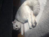 SİLVER shaded british shorthair