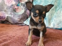 Mini Pinscher Yavrular