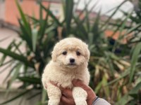 Maltipoo dişi ve erkek yavrularımız