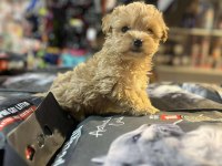 EFSANE GÜZELLİKTE HİPOALERJENİK TEACUP MALTİPOO