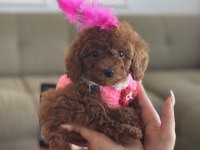 Micro poodle bebeğim luma