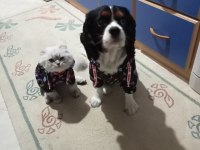 Cavalier king charles oğlumu sahiplendiriyorum