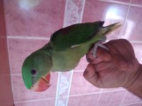 Alexander el besleme yavru