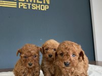 Show Kalite Toy Poodle Yavruları Fenomen Pets Ankara