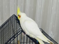 3 aylık sultan papağanı sağlıklı lutino tür