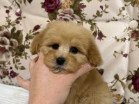 ÜST DÜZEY MALTİPOO OĞLUMUZ