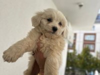 Maltipoo Yavru 55 Günlük