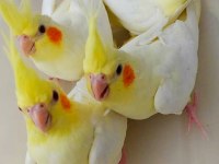 55 Günlük Sultan Papağanı Bebekler