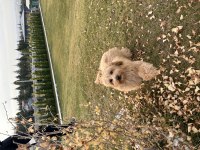 MOCHA 5 aylık yavru maltipoo