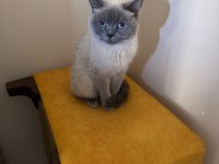 British Blue Point