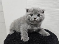 Scottish fold straight 55 günlük yavrular