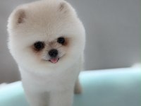 POMERANIAN BOO BEBEĞİM