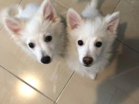 5 aylık japon spitz yavru