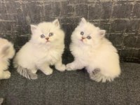 BRITISH LONGHAIR YAVRULARIM 