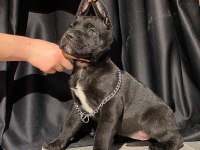 İri yapılı veteriner kontrollü blue ve siyah cane corso