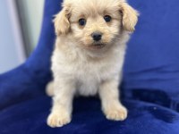 Erkek Maltipoo Yavrum